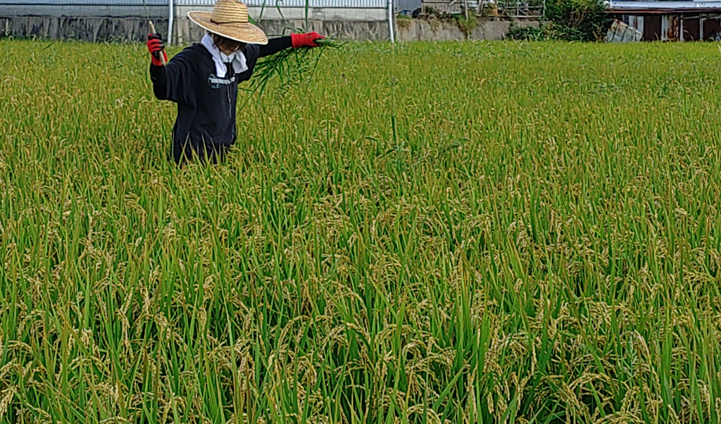 収穫前の草取り