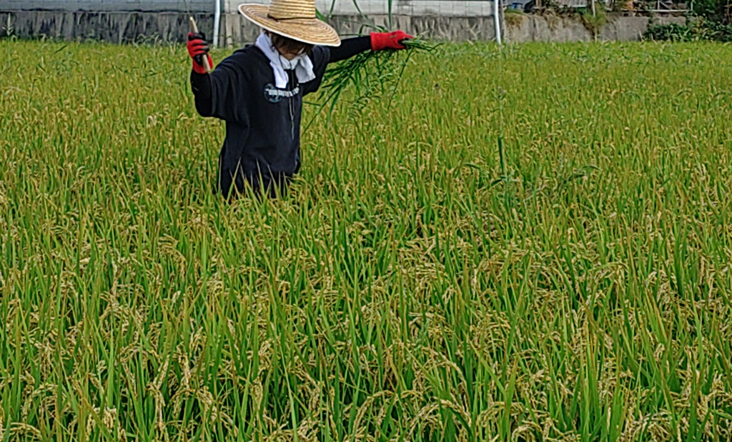 地下10メートル 冷たい井戸水で育てた特別な無農薬米