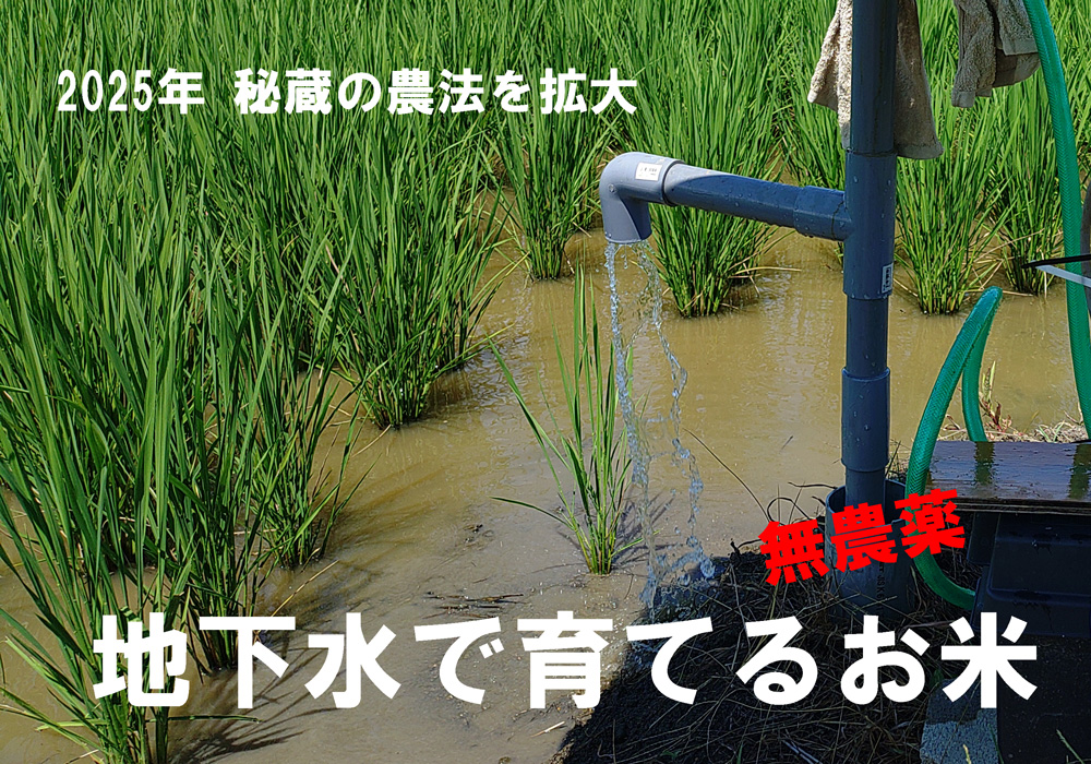 令和七年、2025年は今まで家族と身内だけで食してきた冷たい地下水で育てるお米の面積を拡大して販売します。今まで井戸が無かった田んぼにも井戸を掘りました。やっぱり井戸水ヒノヒカリは美味しいです。間違いない！